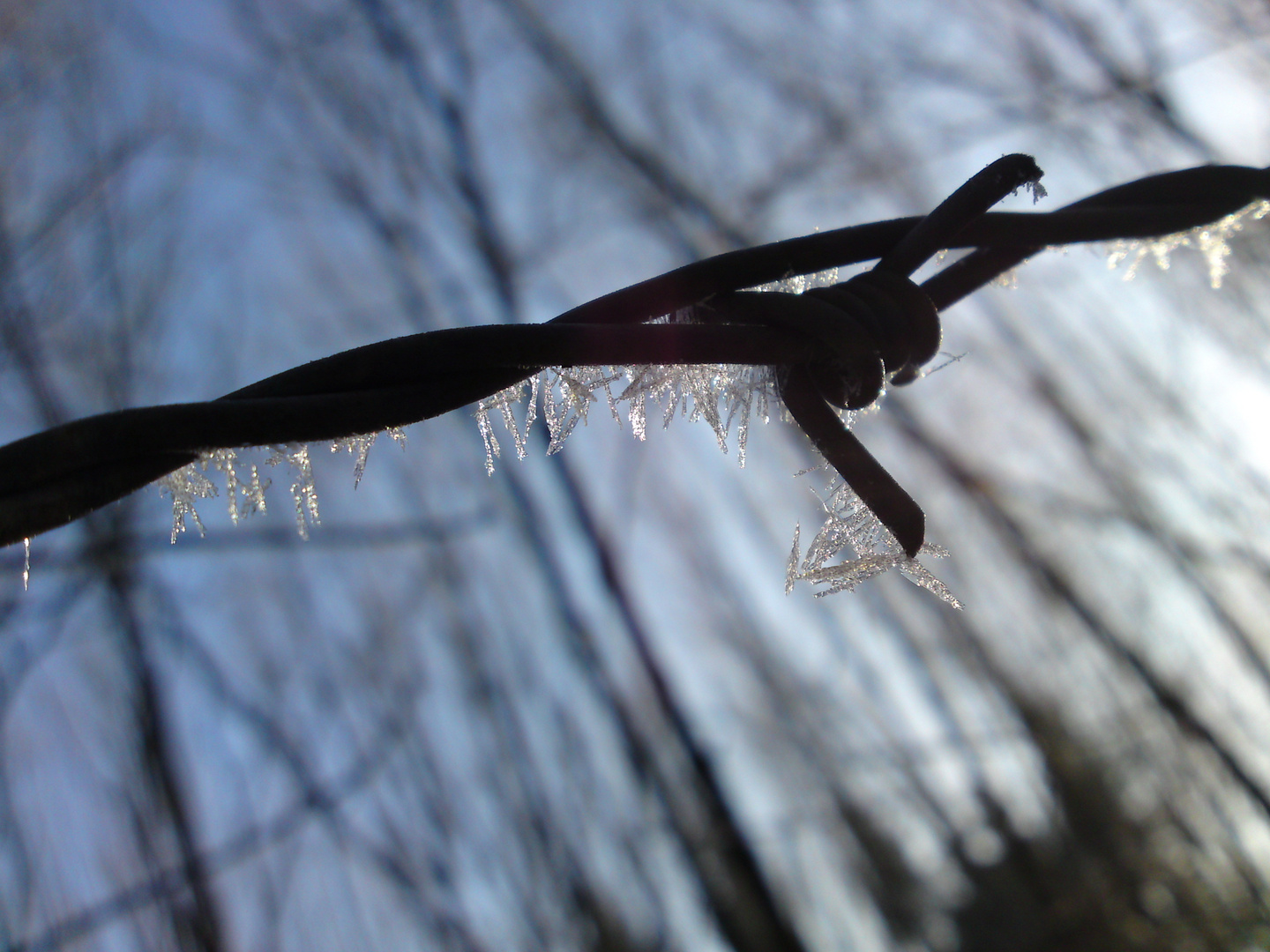 Eiskristalle am Stacheldraht, Winter 2010/2011