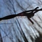 Eiskristalle am Stacheldraht, Winter 2010/2011