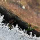 Eiskristalle am Wegesrand