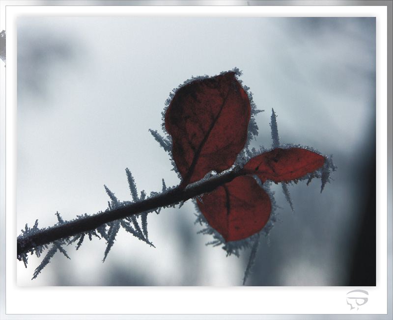 Eiskristalle an Blatt