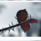 Eiskristalle an Blatt