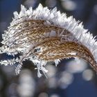 Eiskristalle an einem Gras