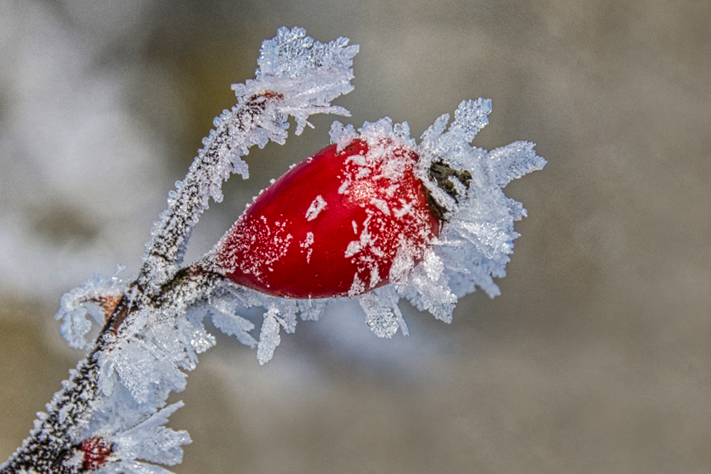 Eiskristalle an einer Hagebutte