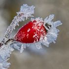 Eiskristalle an einer Hagebutte