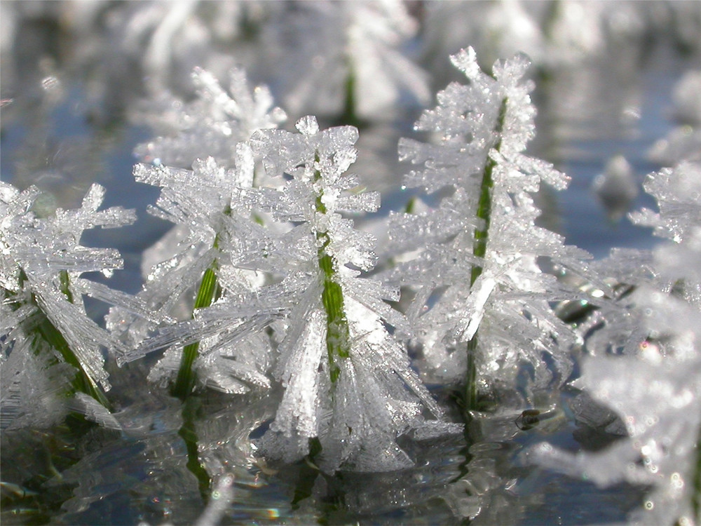 Eiskristalle an Grashalmen