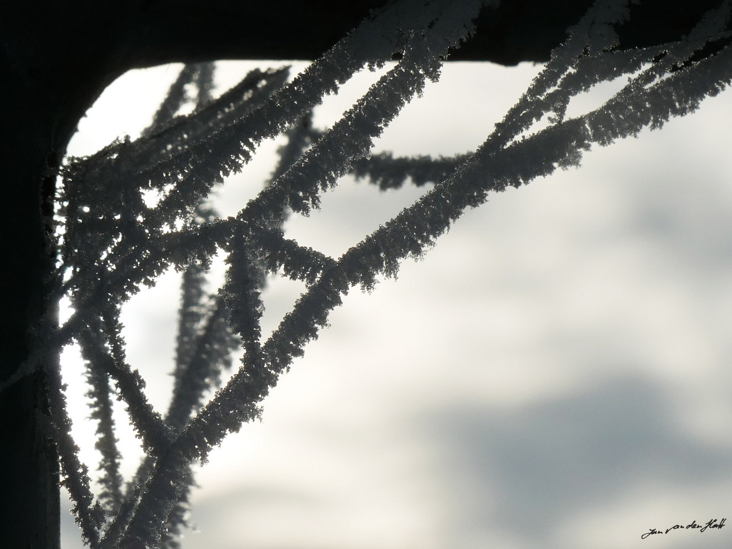 Eiskristalle an Spinnenweben