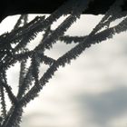 Eiskristalle an Spinnenweben