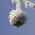 Eiskristalle an Weihnachtskugel, eine besondere Mutation?