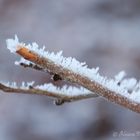 Eiskristalle auf Ast