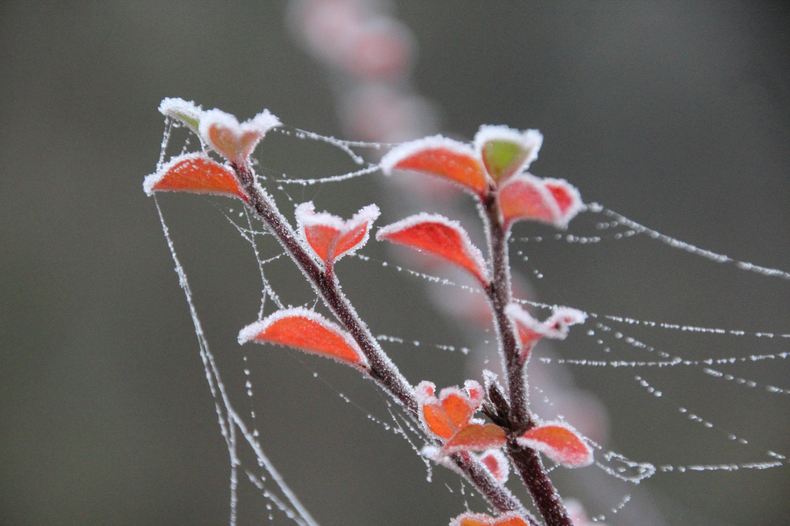 Eiskristalle auf dem Blatt