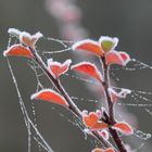 Eiskristalle auf dem Blatt