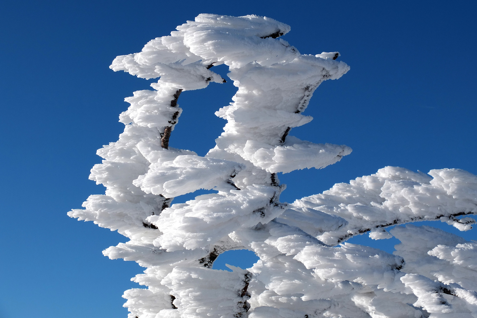 Eiskristalle auf dem Brocken im Oberharz