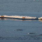 Eiskristalle auf dem Steinhuder Meer