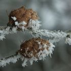 Eiskristalle auf den Lärchenzapfen