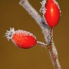 Eiskristalle auf Frucht