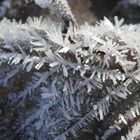 Eiskristalle auf gefallenem Laub