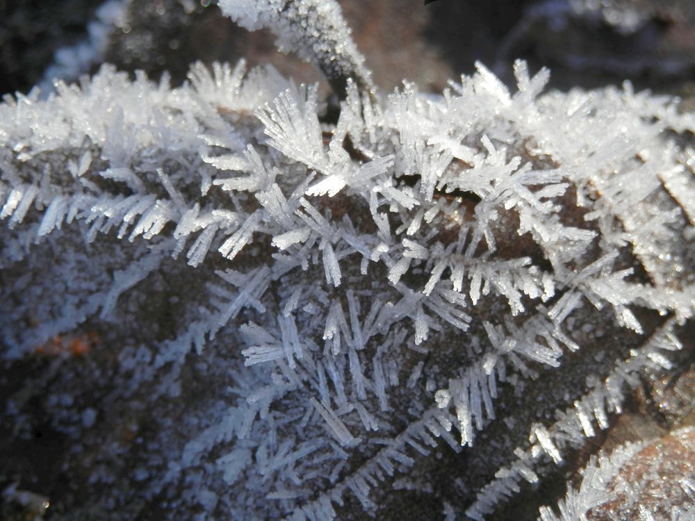 Eiskristalle auf gefallenem Laub