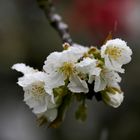 Eiskristalle auf Kirschblüte