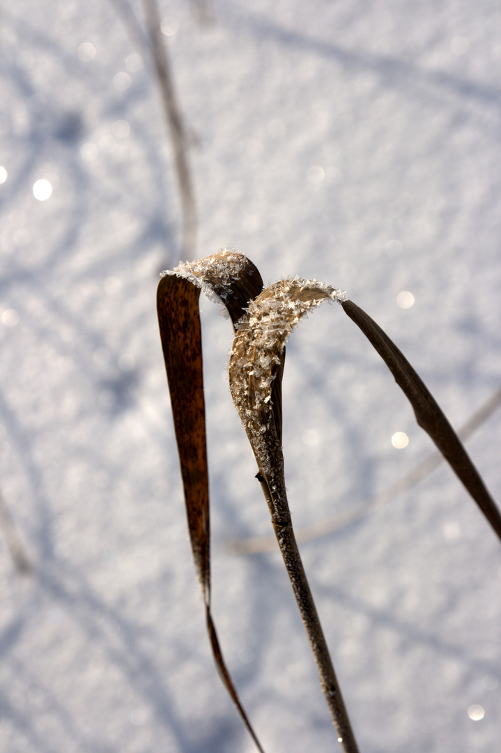 Eiskristalle auf Schilf