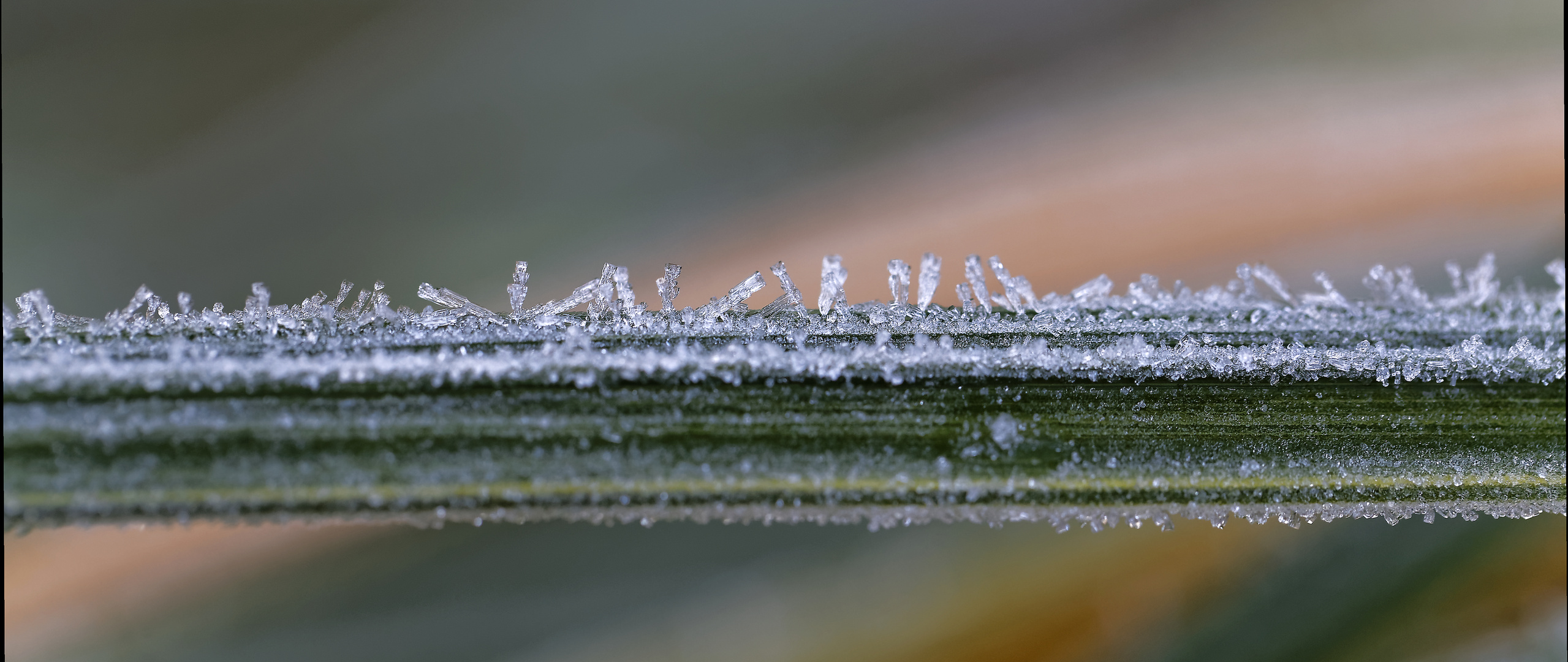 Eiskristalle auf Zebragras