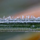 Eiskristalle auf Zebragras