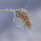 Eiskristalle bei minus 15 Grad