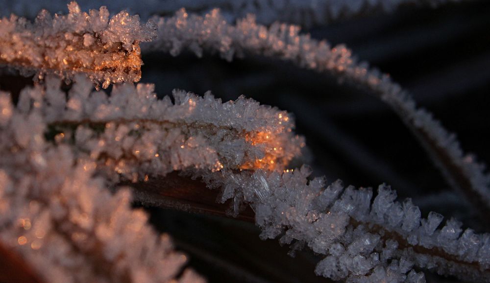 Eiskristalle bei Sonnenuntergang auf Grashalmen