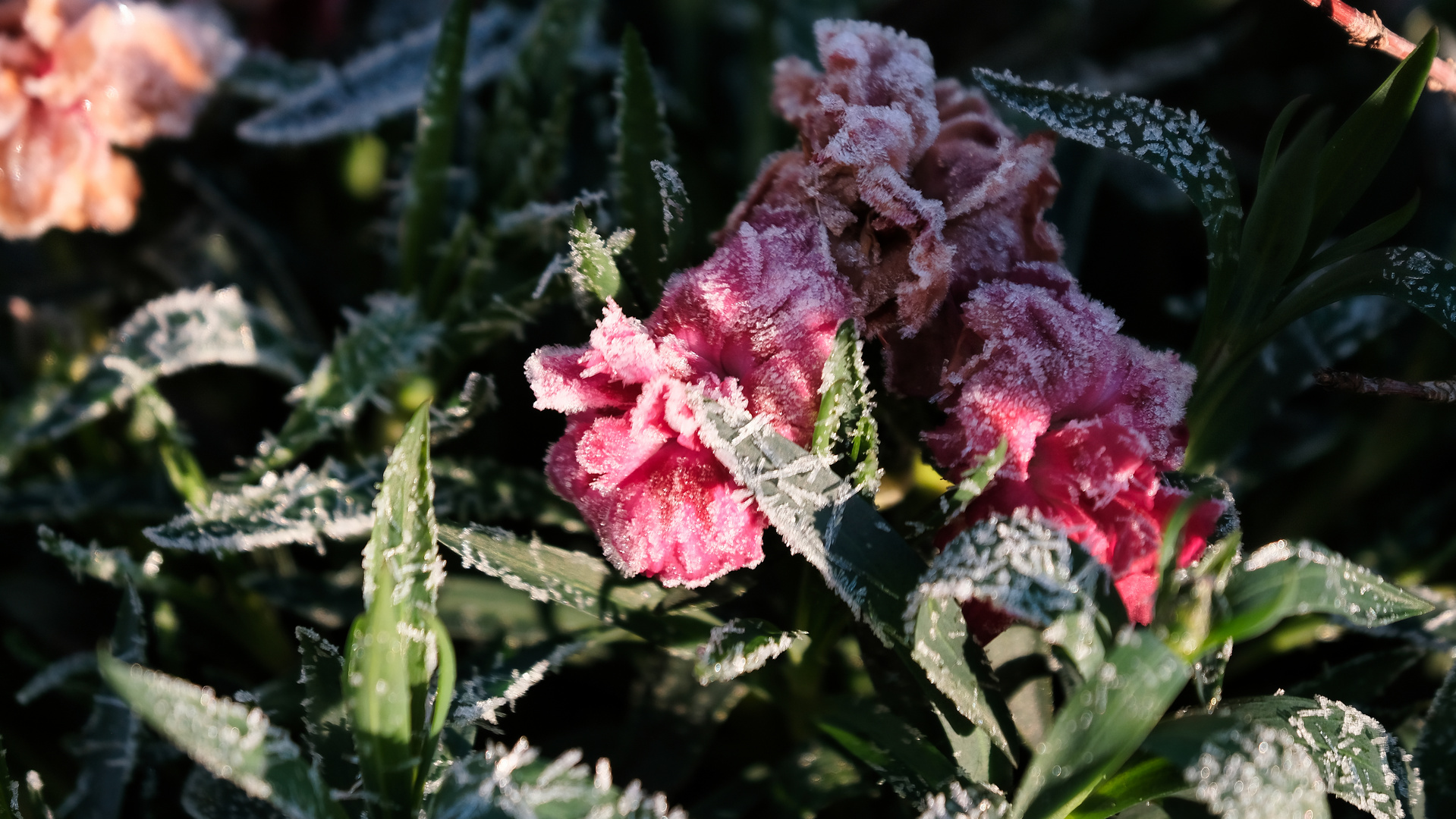 Eiskristalle Blüte Nelke Frühling