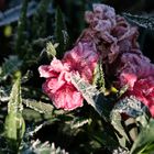 Eiskristalle Blüte Nelke Frühling