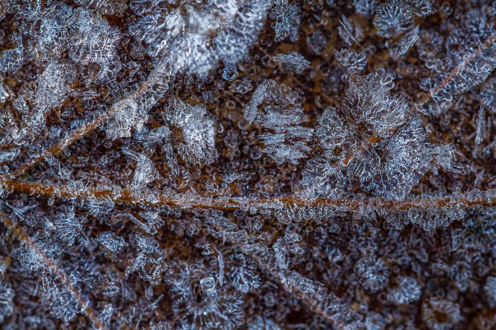Eiskristalle Foto & Bild sonstiges, naturmakros, jahreszeiten Bilder
