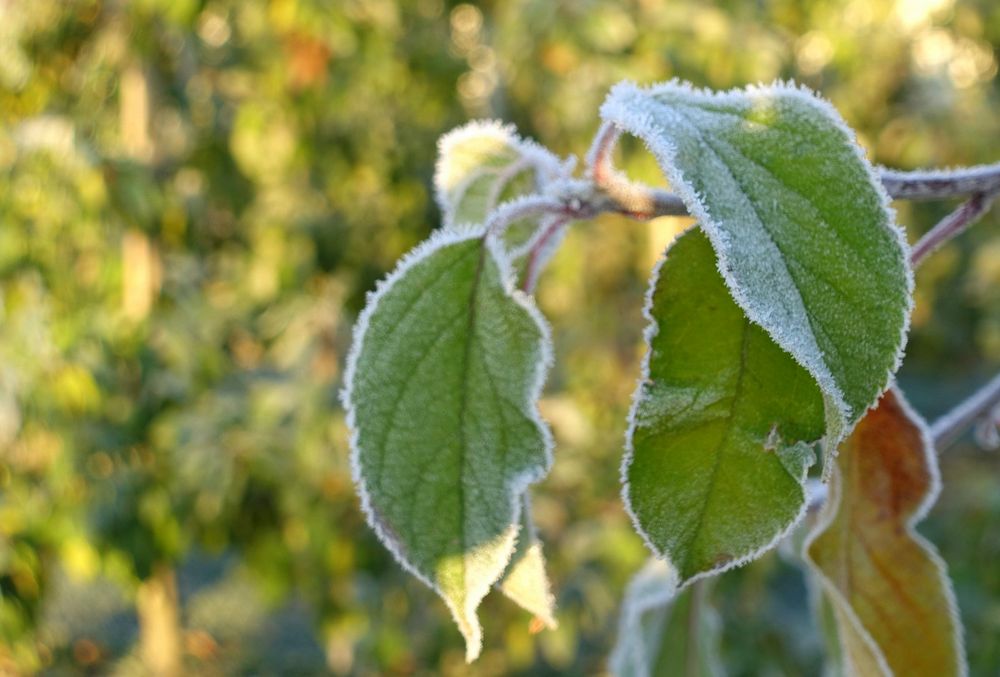 Eiskristalle **** Foto &amp; Bild | pflanzen, pilze &amp; flechten, sonstiges ...