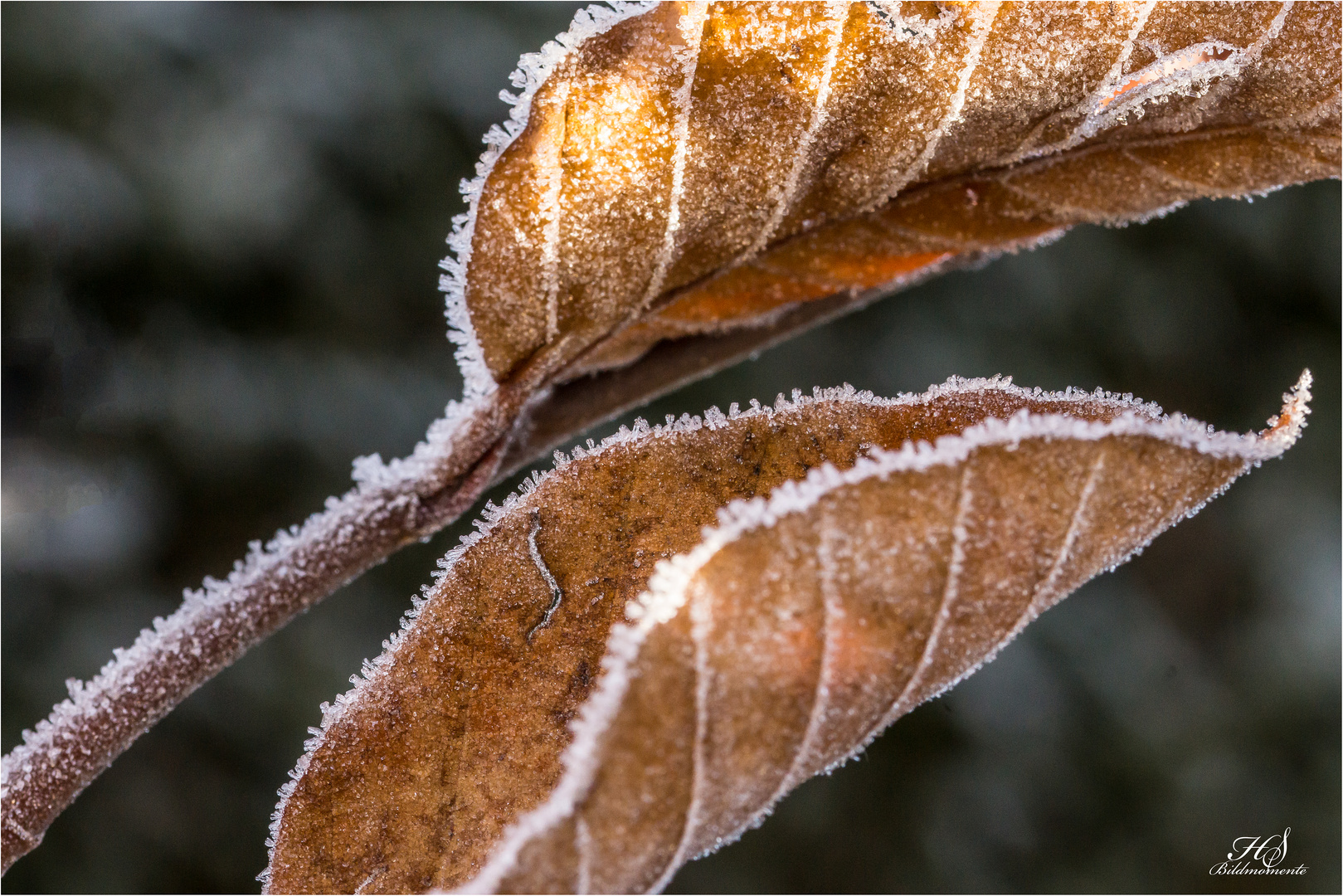Eiskristalle Foto &amp; Bild | makro, winter, natur Bilder auf fotocommunity