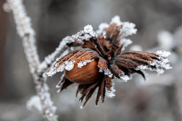 Eiskristalle Haselnuss (1 von 1)