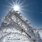 Eiskristalle im Gegenlicht