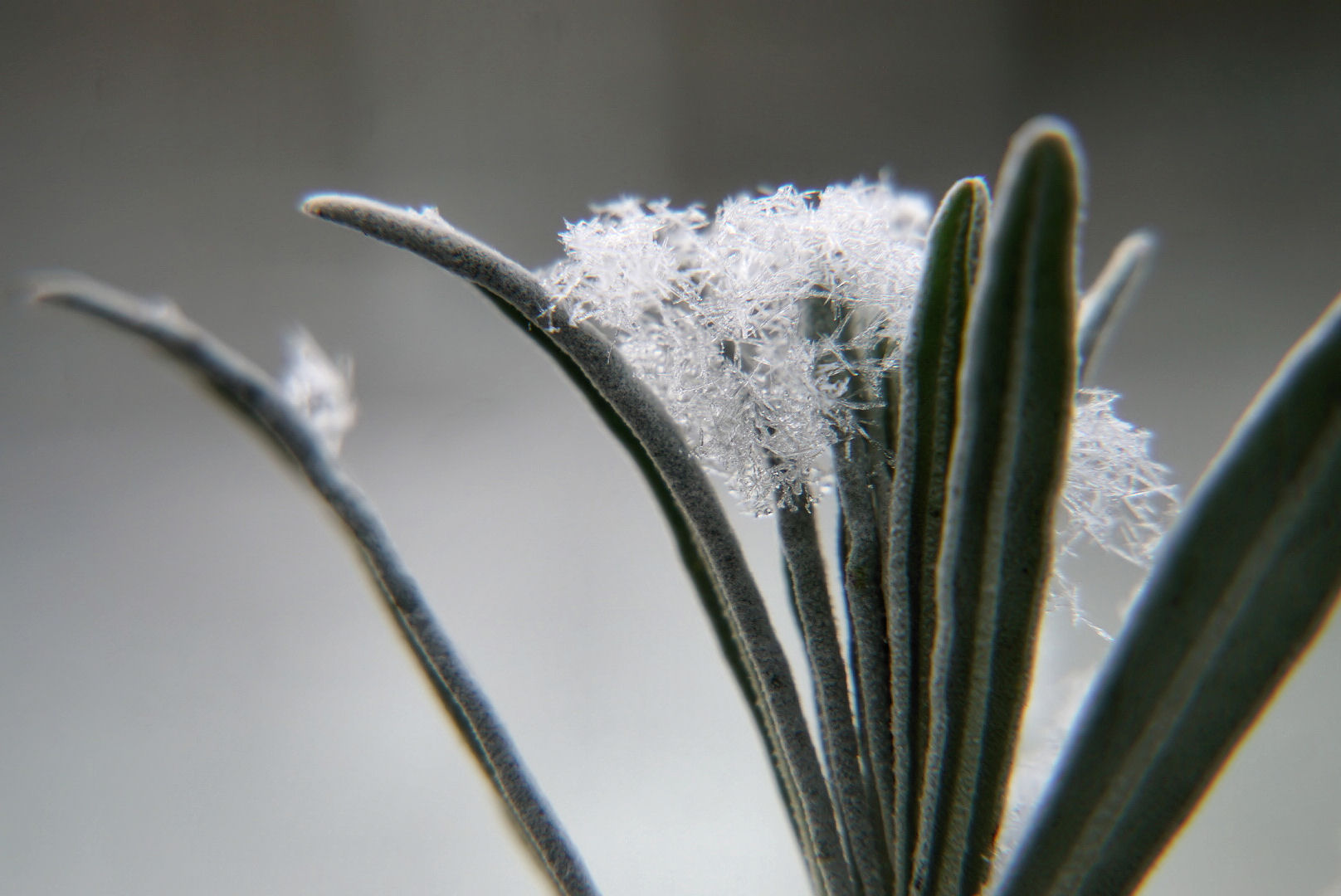 Eiskristalle im Kräutergarten