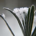 Eiskristalle im Kräutergarten