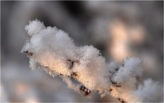 Eiskristalle im Licht