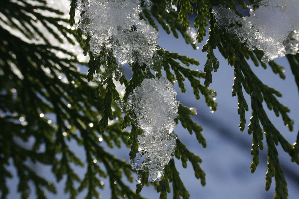 Eiskristalle im Nadelbaum