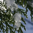 Eiskristalle im Nadelbaum