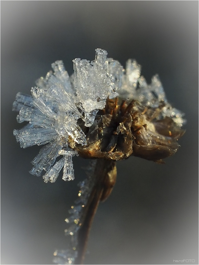 Eiskristalle in der Abendsonne