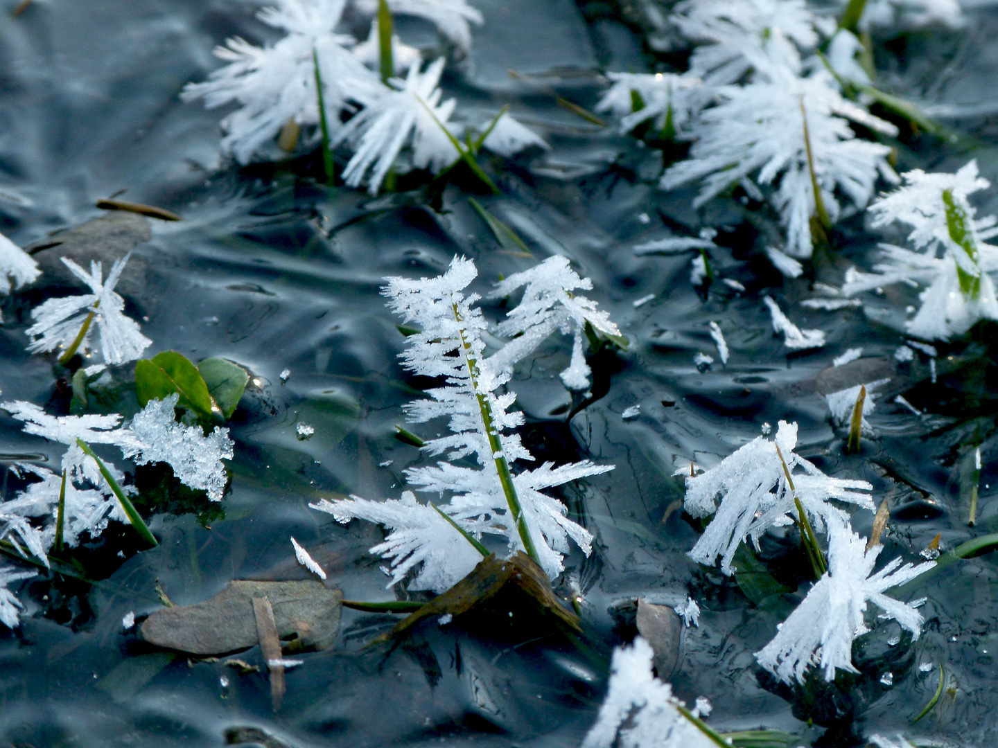 Eiskristalle in einer Pfütze