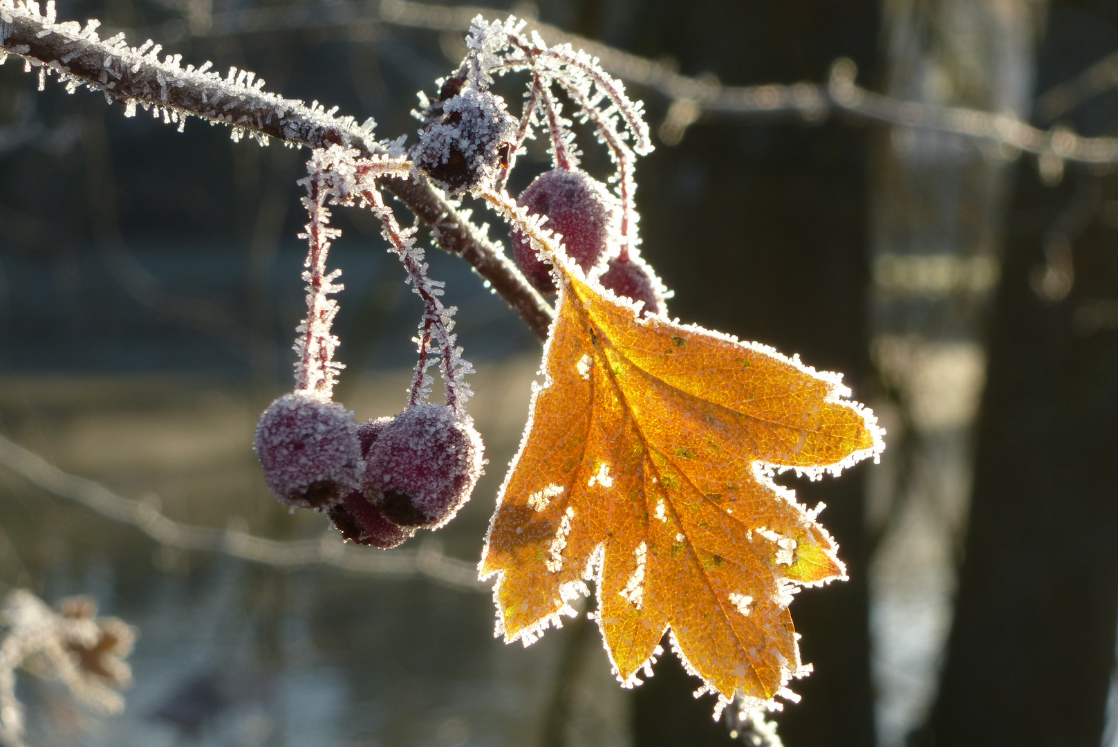 Eiskristalle mit Beiblatt.