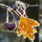 Eiskristalle mit Beiblatt.