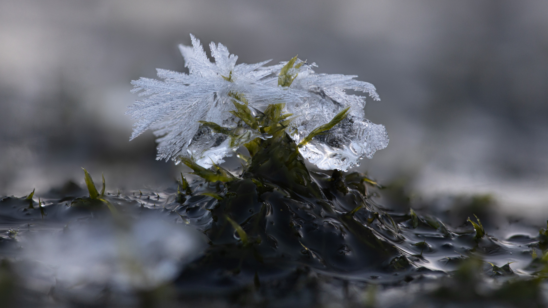 Eiskristalle und Moos I