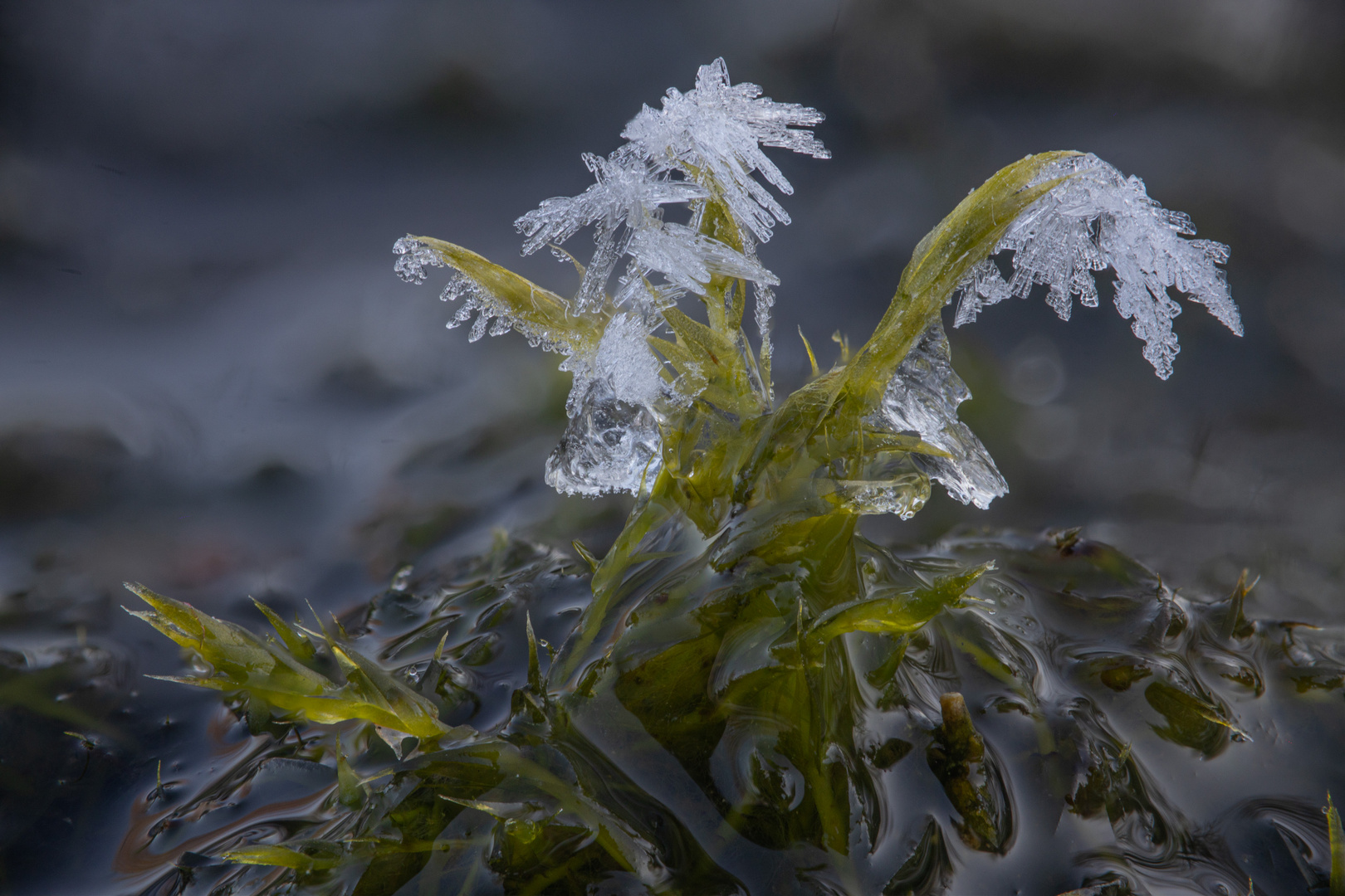 Eiskristalle und Moos VI