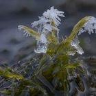 Eiskristalle und Moos VI