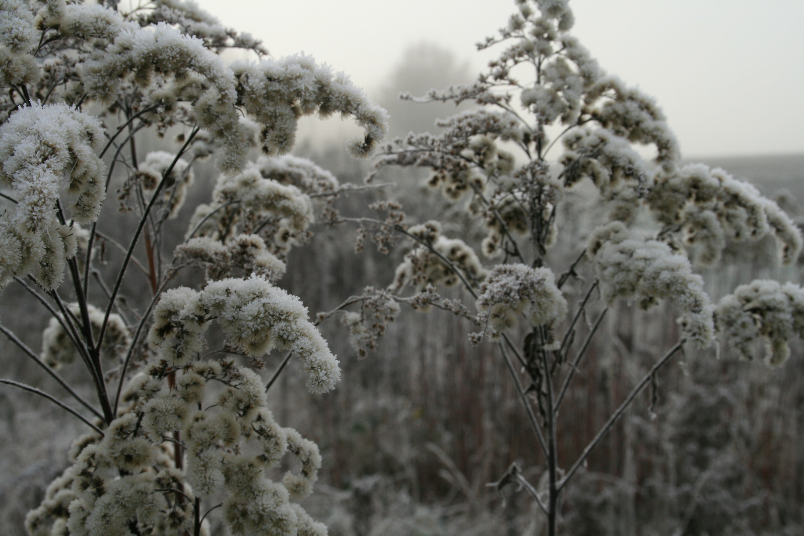 Eiskristalle und Nebel