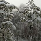 Eiskristalle und Nebel