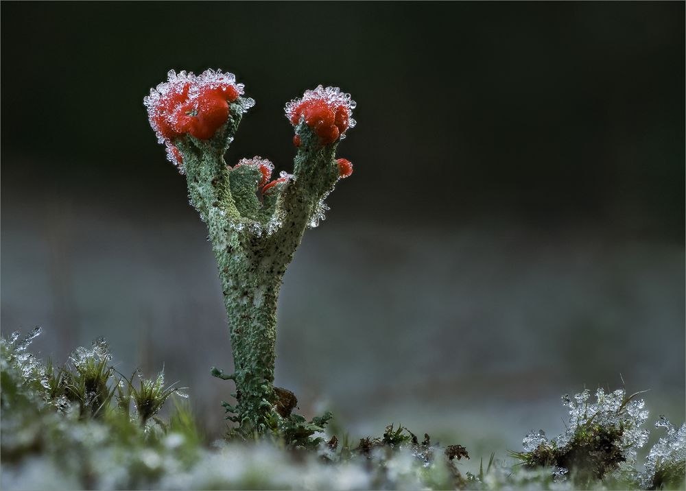 Eiskristalle und Rot ...