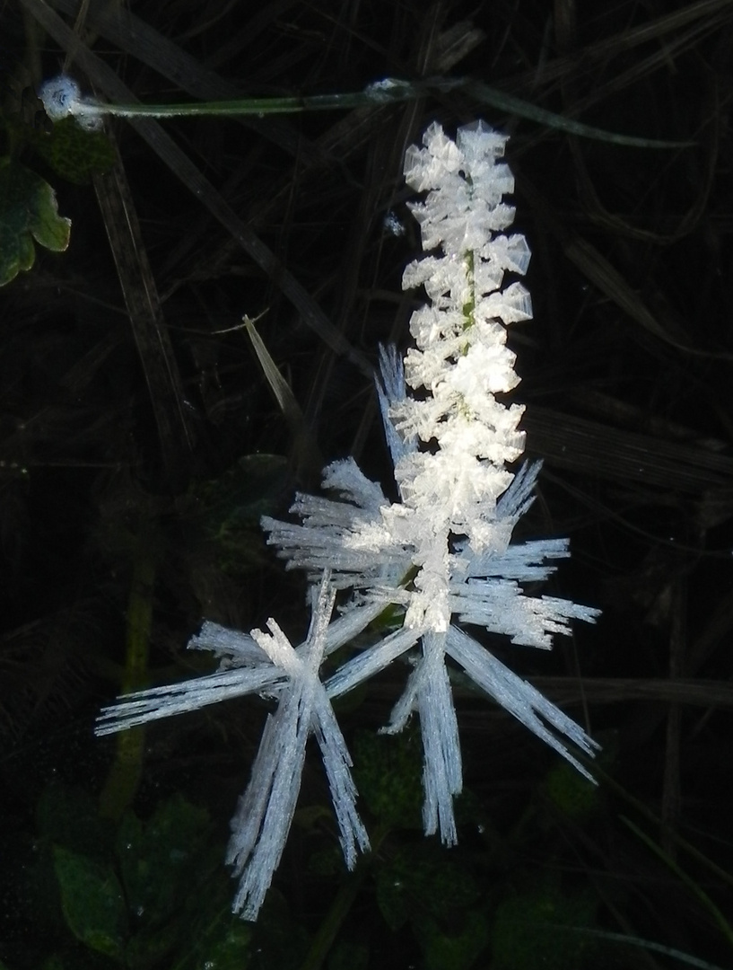 Eiskristalle, vergänglicher Schmuck der Natur